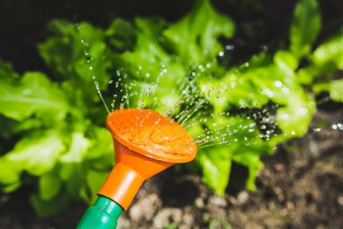 Arroser un potager sans pompe électrique : méthodes gravitaires