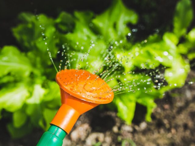 Arroser un potager sans pompe électrique : méthodes gravitaires