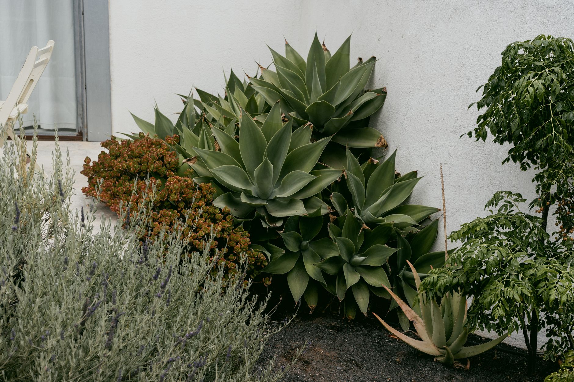 Dès maintenant, cultivez un jardin magnifique sans effort avec ces plantes rustiques
