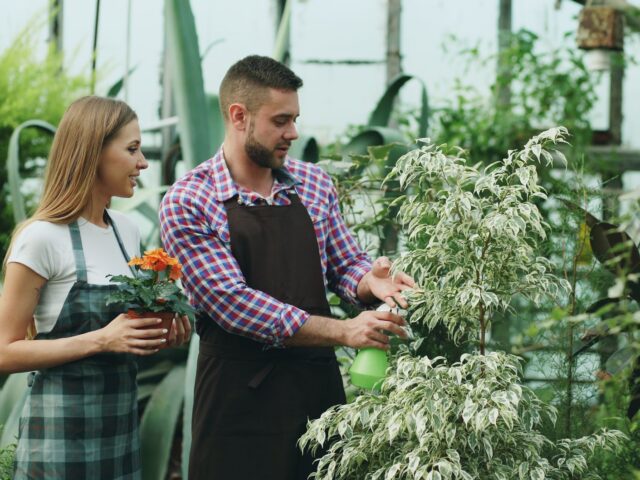 Dès maintenant, cultivez un jardin magnifique sans effort avec ces plantes rustiques