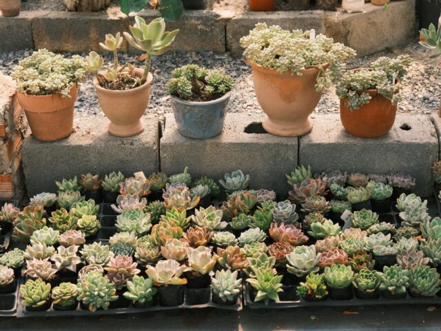 Comment choisir des plantes résistantes aux canicules pour votre jardin