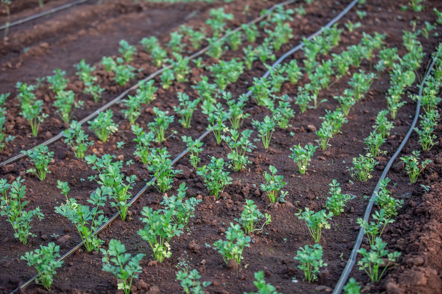 Kit DIY arrosage goutte à goutte pour potager
